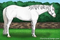 Horse Color:Liver Chestnut Splash Appaloosa 