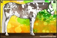 Horse Color:White Spotted Silver Black Splash Rabicano 