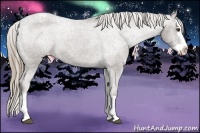 Horse Color:Liver Chestnut Splash Appaloosa 