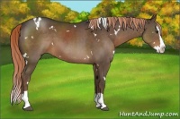 Horse Color:White Spotted Liver Chestnut Sabino Splash 