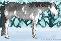 Horse Color:Smoky Black Splash 