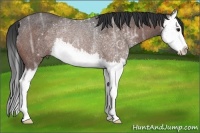 Horse Color:Bay Ice Splash Rabicano 