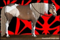 Horse Color:Buckskin Dun Tobiano Brindle  and White Spotted Liver Chestnut Sabino 