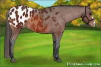 Horse Color:Bay Appaloosa