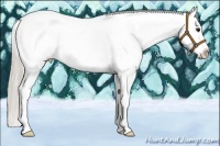 Horse Color:Silver Brown Sabino Appaloosa 