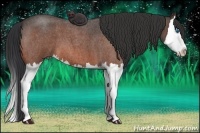 Horse Color:Bay Roan Splash
