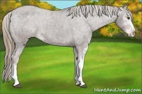 Horse Color:Liver Chestnut Sabino Appaloosa Rabicano 