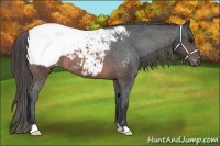 Horse Color:Brown Appaloosa