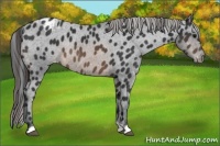 Horse Color:Brown Blanket 