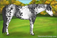 Horse Color:White Spotted Black