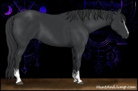 Horse Color:White Spotted Black Sabino