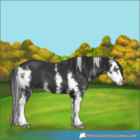 Horse Color:Black Sabino Splash 