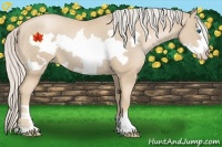 Horse Color:Palomino Pearl Frame 