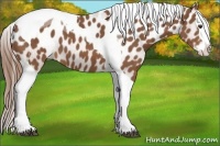 Horse Color:Chestnut Sabino Splash Tobiano Appaloosa 