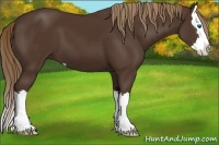 Horse Color:Liver Chestnut Sabino Splash