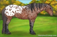 Horse Color:Bay Appaloosa 