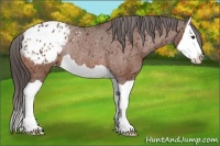 Horse Color:Bay Splash Appaloosa Rabicano 