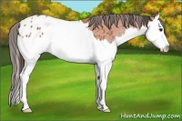 Horse Color:Bay Splash Varnish