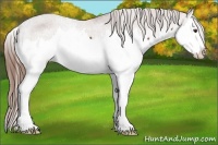 Horse Color:Chestnut Splash Appaloosa 