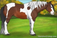 Horse Color:Bay Splash Tobiano