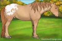Horse Color:Gold Champagne Sabino Varnish