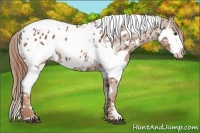 Horse Color:Chestnut Splash Tobiano Appaloosa 