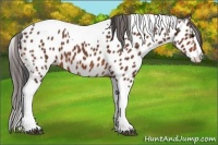 Horse Color:Bay Splash Tobiano Appaloosa 