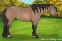 Horse Color:Bay Dun Sabino Rabicano