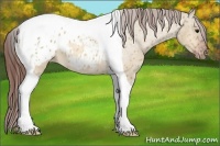 Horse Color:Bay Dun Tobiano Appaloosa