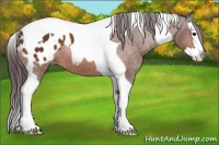 Horse Color:Bay Splash Tobiano Appaloosa 