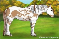 Horse Color:Chestnut Splash Tobiano Appaloosa
