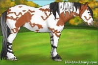 Horse Color:Bay Splash Tobiano 