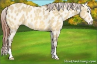 Horse Color:Amber Champagne Dun Sabino Splash Appaloosa Rabicano
