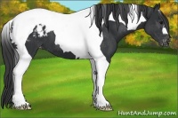 Horse Color:Black Tobiano Appaloosa 