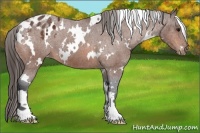 Horse Color:White Spotted Bay Varnish 