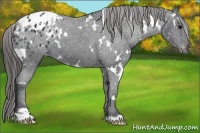 Horse Color:White Spotted Black Appaloosa