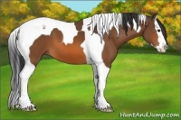Horse Color:Bay Splash Tobiano