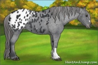 Horse Color:Black Appaloosa 