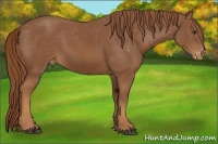 Horse Color:Chestnut Appaloosa