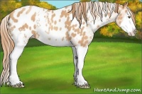 Horse Color:White Spotted Gold Champagne Splash Appaloosa 