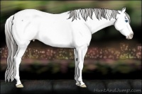 Horse Color:White Spotted Black Ice Sabino Splash Appaloosa 