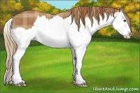Horse Color:Plaid Chestnut Sabino Splash
