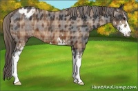 Horse Color:Plaid  Brown Sabino Blanket 