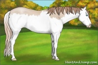 Horse Color:Smoky Black Pearl Sabino Splash 
