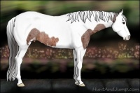 Horse Color:Bay Sabino Splash Tobiano Appaloosa Rabicano
