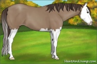 Horse Color:Classic Champagne Sabino Splash 