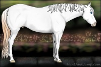 Horse Color:Smoky Grullo Ice Splash Tobiano Appaloosa 