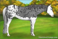Horse Color:Black Sabino Splash Appaloosa 
