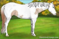 Horse Color:Smoky Black Pearl Sabino Splash Tobiano 