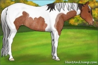 Horse Color:Bay Tobiano Appaloosa Rabicano